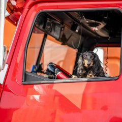 Truck Driving with Pets: Ruff Riders