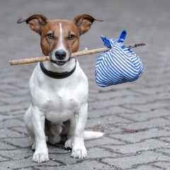 Trucking with a Pet | Furry Friends on the Road