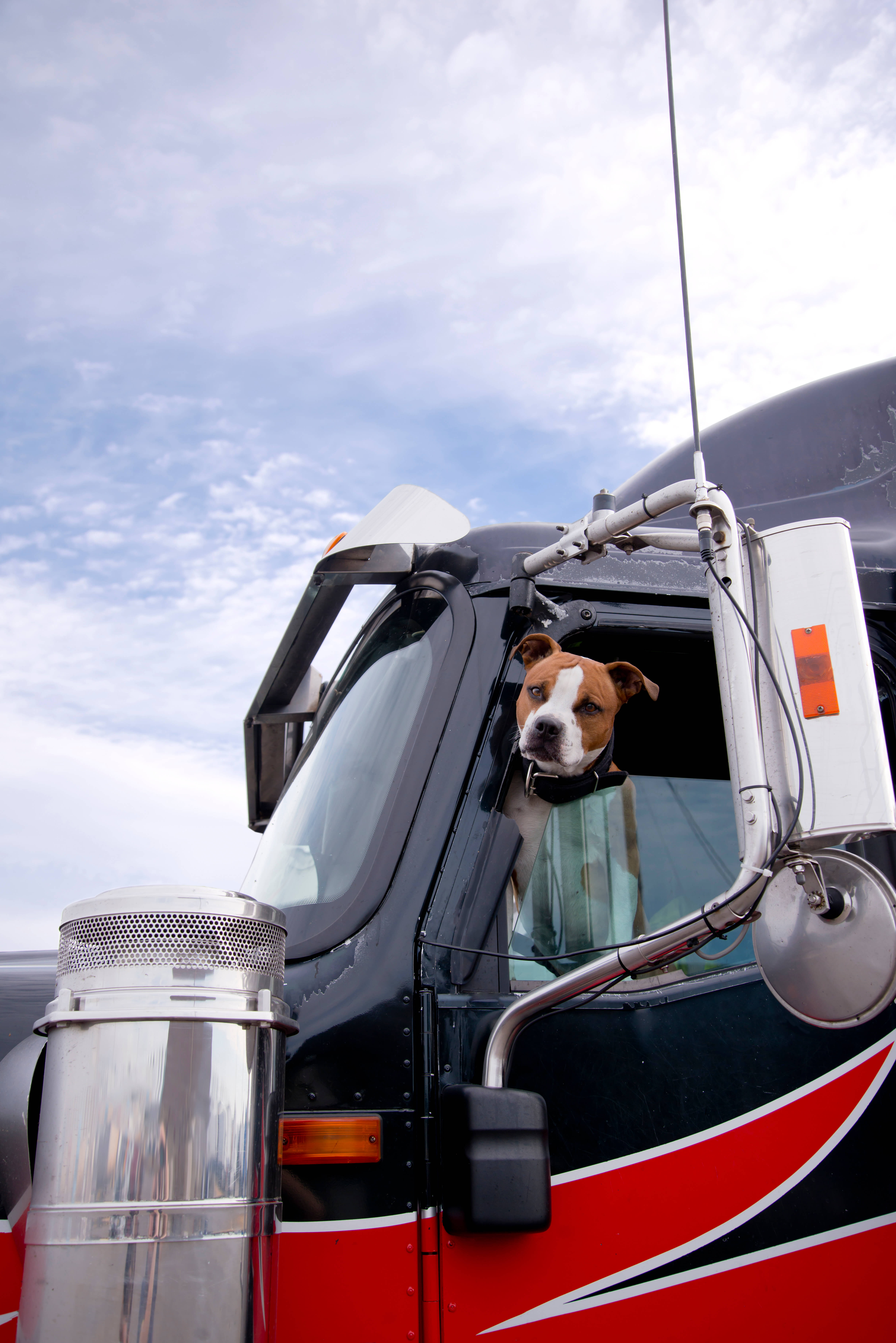 trucking with a pet