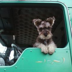 5 Tips For Trucking With Pets