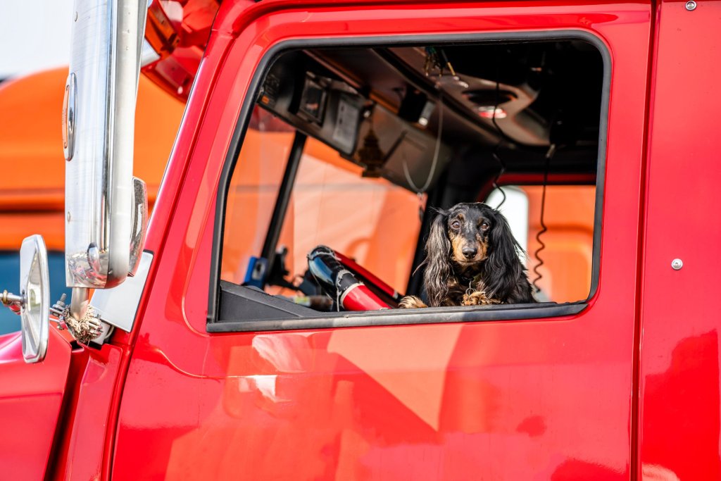 A cocker spaniel sitting in the driver's seat of a bright red semi-truck