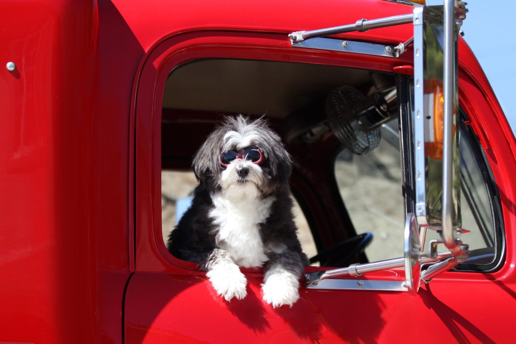 A fluffy dog wearing sunglasses and hanging its head out the passenger side window of a red semi-truck