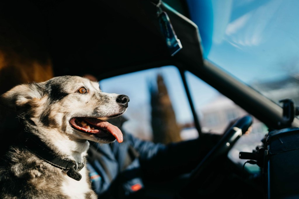 A dog and a trucker riding on the road together