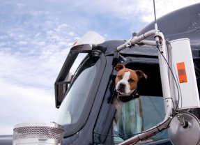 Trucking With Pets: A Guide for Truckers and Their Furry Co-Pilots